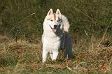 SIBERIAN HUSKY 789